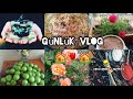 Nefis patatesli Börek tarifi 💯 Bahçemdeki erikler olmuş 🏘️ Çay keyfi Günlük vlog 🏘️☕