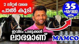 35 പശുകൾക്കും 2ലിറ്റർ പാല് കൂടി, യുവ കർഷകന് പശു ലാഭമാവാൻ കാരണം MAMCO | Cattlefeed malayalam video 