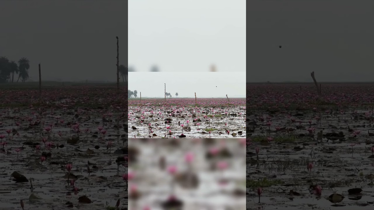 Lotus Valley Gulawat Indore 🌸 | Ishq Hai ❤️ 