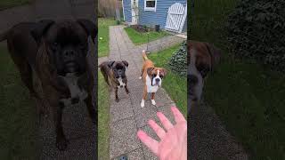 Boxer dogs taking turn!