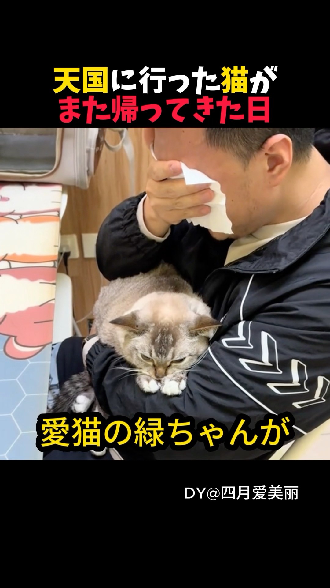 The day the cat who went to heaven came back - YouTube