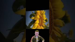 Изи для Sunflower / Название трека закреплю / MELSTROY MEME3