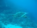 Turtle dives directly to my camera