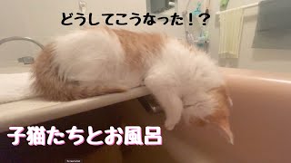 Having a bath with two kittens by 猫’s（ネコズ ）チャンネル 1,024 views 1 year ago 2 minutes, 40 seconds