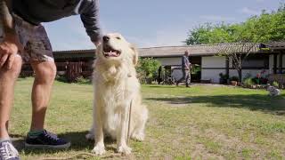 Hantás, a goldenkuvasz