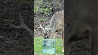 Whitetail Buck Gettin A Swig Of Water! #nature #wildlife #bucks
