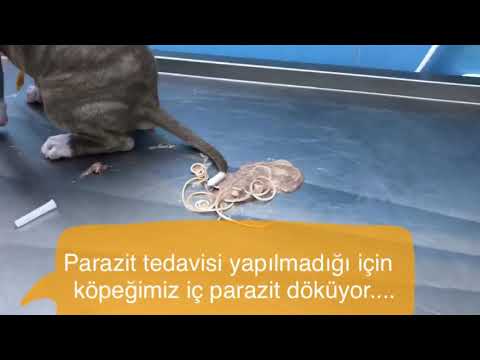 Kedi Ve Kopeklere Ic Parazit Tedavisi Yapilmaz Ise Ne Olur Youtube