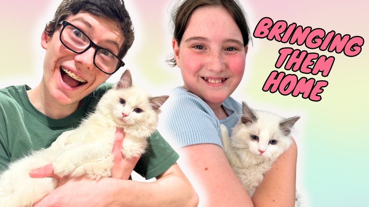 У НАС ЕСТЬ 2 КОТЕНКА ПОРОДЫ РЭГДОЛЛ