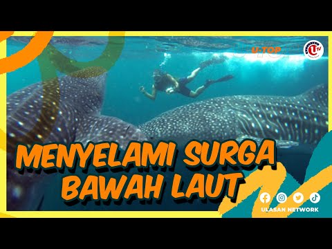 5 DESTINASI WISATA BAWAH LAUT TERINDAH DI DUNIA | U-TOP