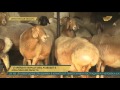 Старейшую породу овец разводят в селе Енбекши