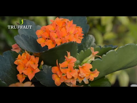 Vidéo: Comment Faire Pousser Kalanchoe