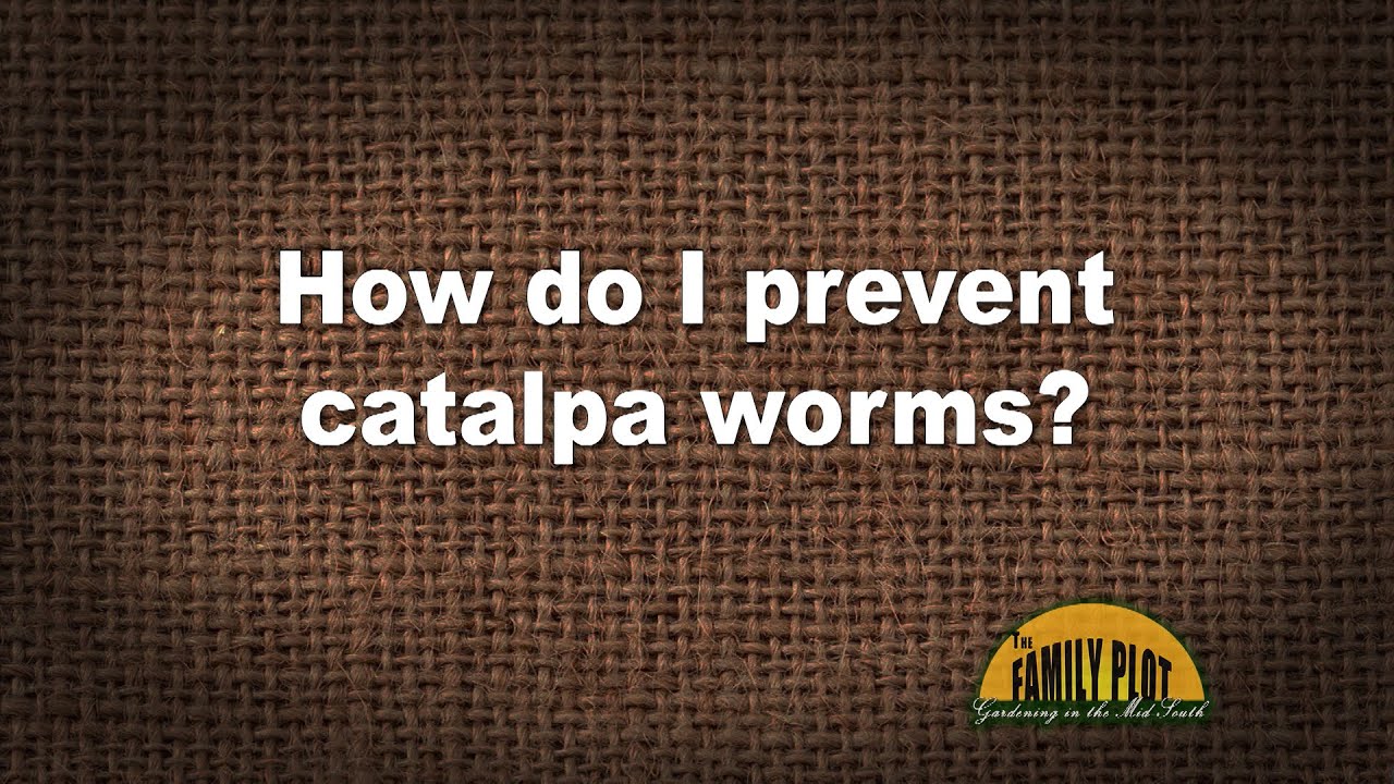 Q&A How do I prevent catalpa worms? YouTube