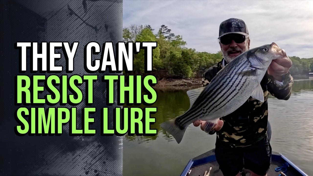 Potent Finesse Technique For Picky Bass And Stripers