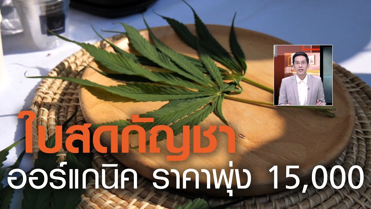 ใบสดกัญชา ออร์แกนิค ราคาพุ่ง 15,000 | คนชนข่าว | 05-03-21