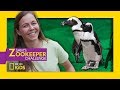 Penguin Care and Feeding Practices