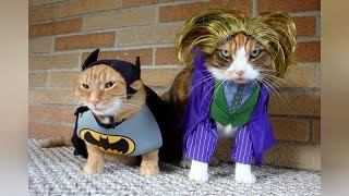 Hilarious Pets In Costumes Will Make You Laugh!