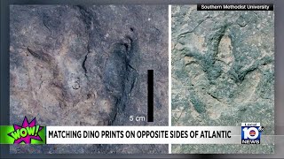 Matching sets of dinosaur tracks found on separate continents