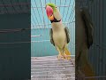 🦜📍mithu❤️ #parrot #birds #cute #animals #trending #shorts #new #short #viral #reels #funny #ytshorts