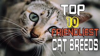 TOP 10 MOST FRIENDLIEST CAT BREEDS