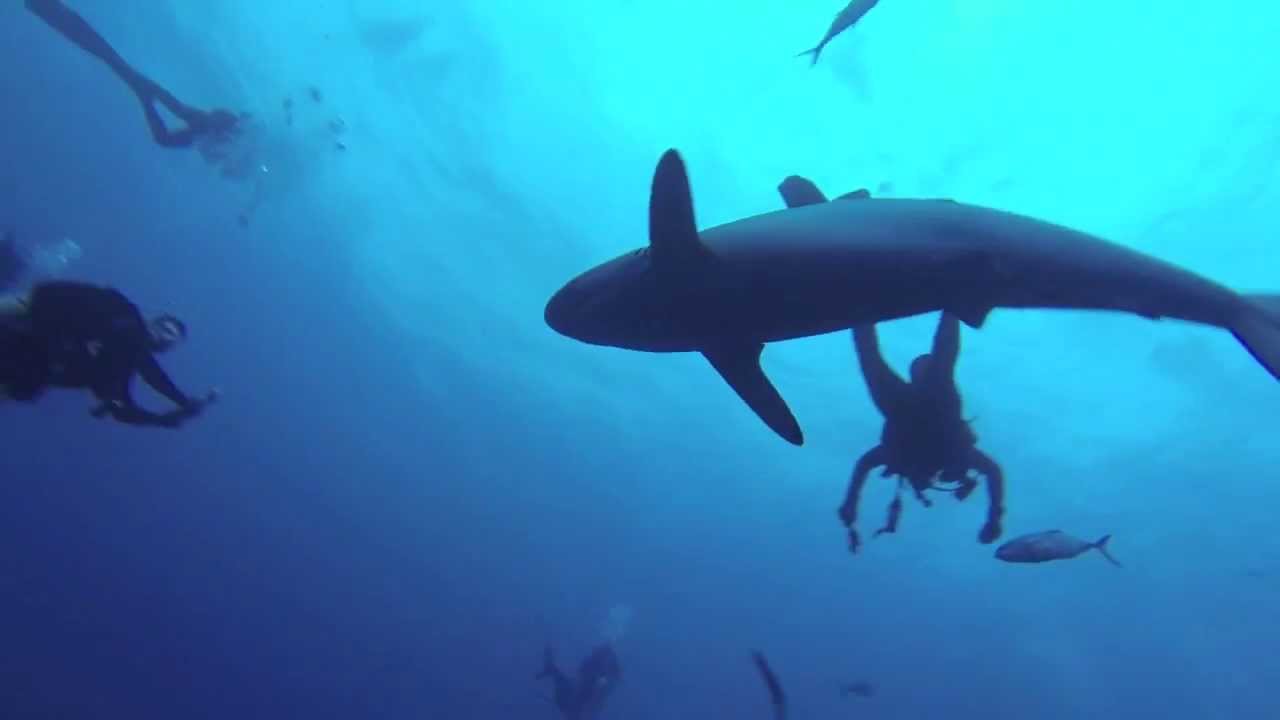 Shark Diving Jupiter FL YouTube