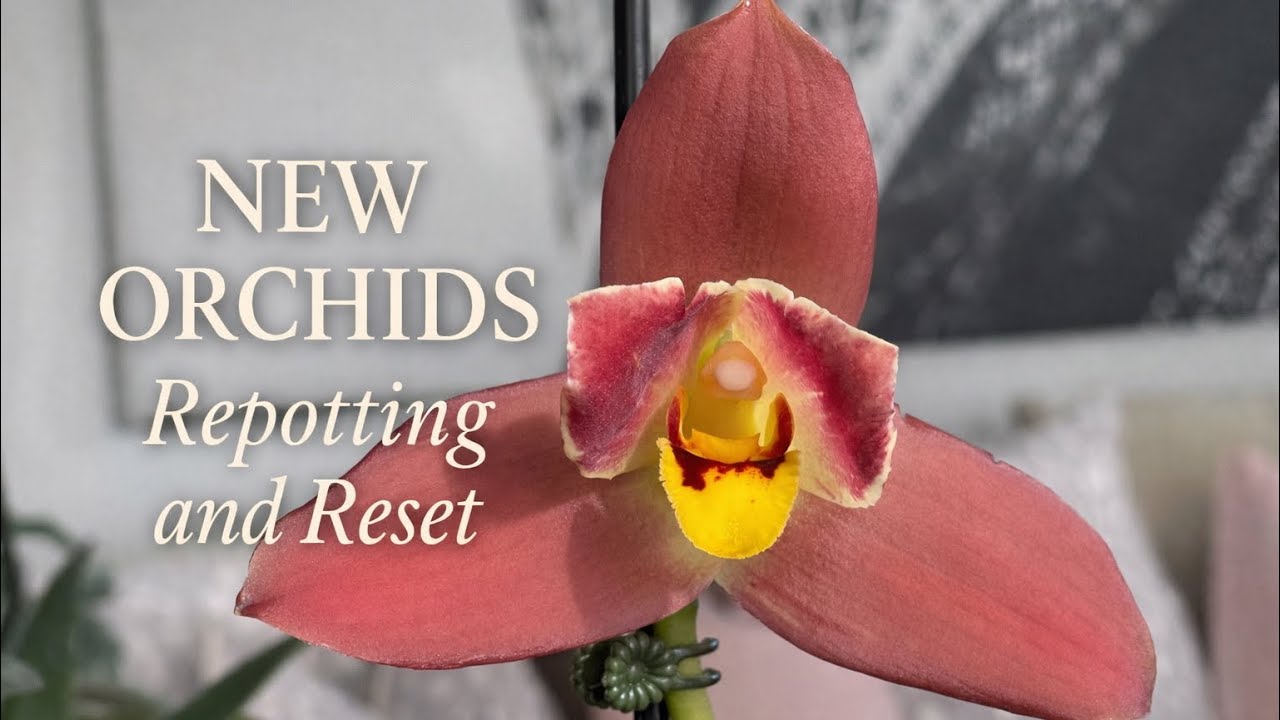 Основные шаги после покупки орхидей на выставке | Покупки SOOS 2026