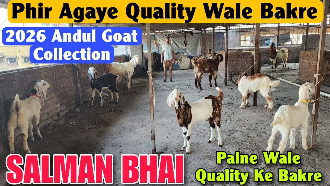 2026 Palne Wale Andul Bakre At SALMAN BHAI | Top Quality Andul Goat In Kalyan