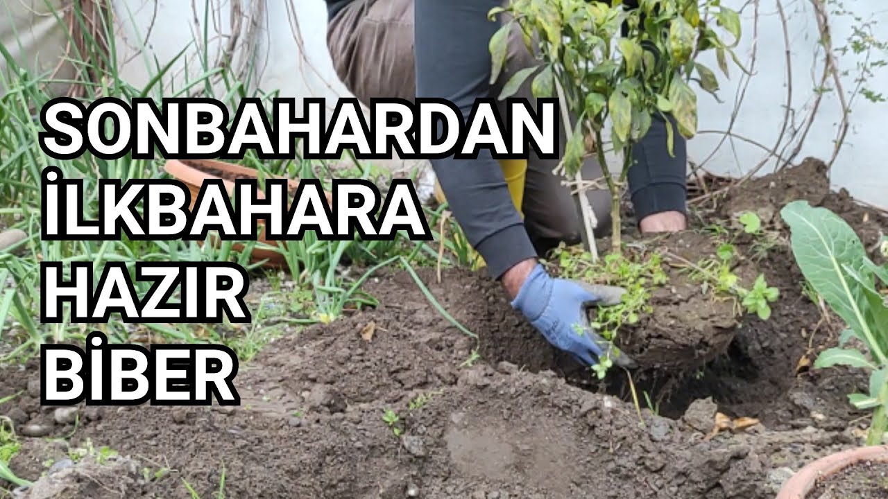 Sonbaharda Saksıya Alınan Biber, İlkbaharda Bahçeyle Buluştu