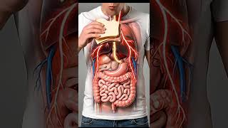What Happens To Your Body After Eating White Bread Sandwiches?
