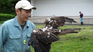 札幌市円山動物園で猛禽類のフリーフライト! @北海道札幌市 Horned Owl & Kite Flying Show At The Sapporo MaruyamaZoo, Hokkaido 札幌市円山動物園で猛禽類のフリーフライト! @北海道札幌市 Horned Owl & Kite Flying Show At The Sapporo MaruyamaZoo, Hokkaido