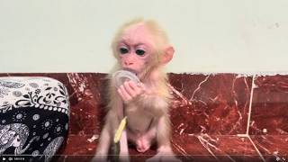 Baby monkey eating fruits