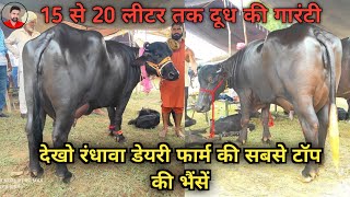 15 से 20 लीटर तक दूध वाली 12 भैंसें बिकाऊ।15 to 20 litre milk. 12 buffalos for sale