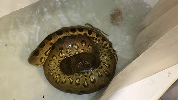 Green anaconda & jungle carpet python (live feedings)