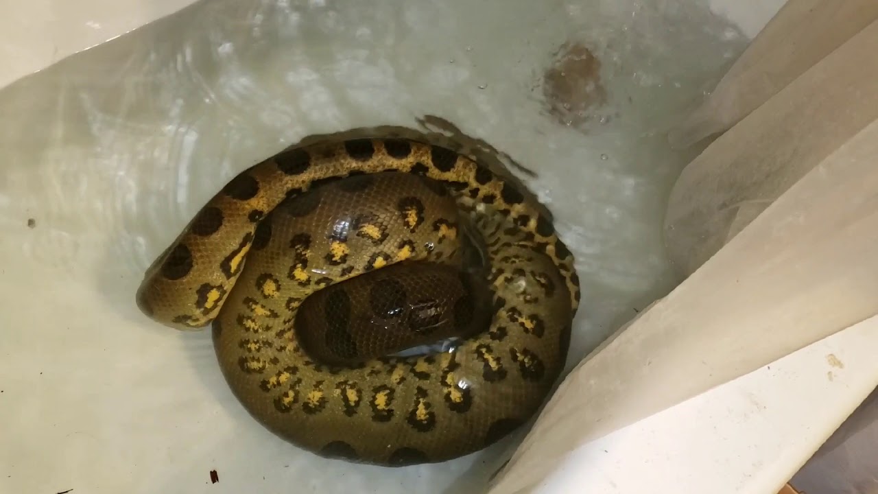 Python Green Anaconda Green anaconda & jungle carpet python (live feedings) - YouTube