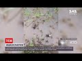 Новини світу: в Австралії тисячі павуків, рятуючись від повені, заповзають до житлових будинків