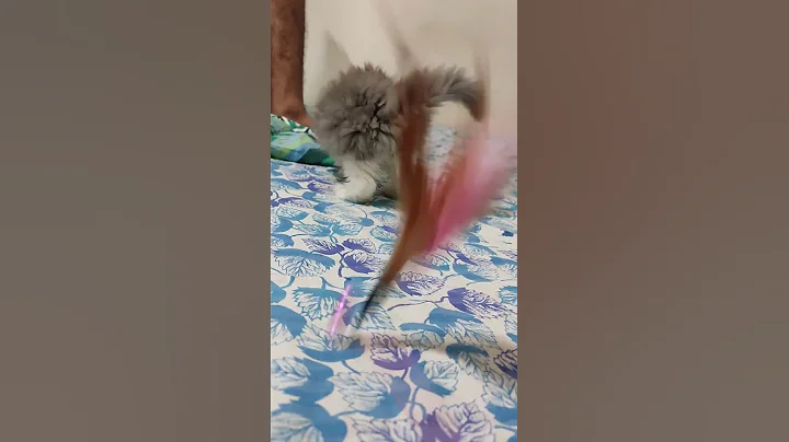 Watch the video about 😻Beautiful fluffy Cutecats Persian kittens | Available in Mumbai | WhatsApp📞 6392929085