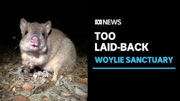 Sanctuary life causing critically endangered woylies to lose their street smarts | ABC News