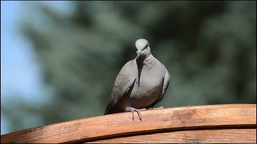 Instant Relief from Stress and Anxiety, Birds Singing in the Forest, Deep Healing Music for The Body