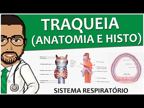 Sistema Respiratório 11 - Anatomia e histologia da traqueia - Vídeo-aula
