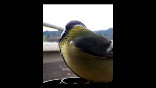 Great S Enjoy Feeder Time Bird Cam