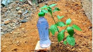 Cheap simple ideas drip irrigation system easy to make and fast from plastic bottles free