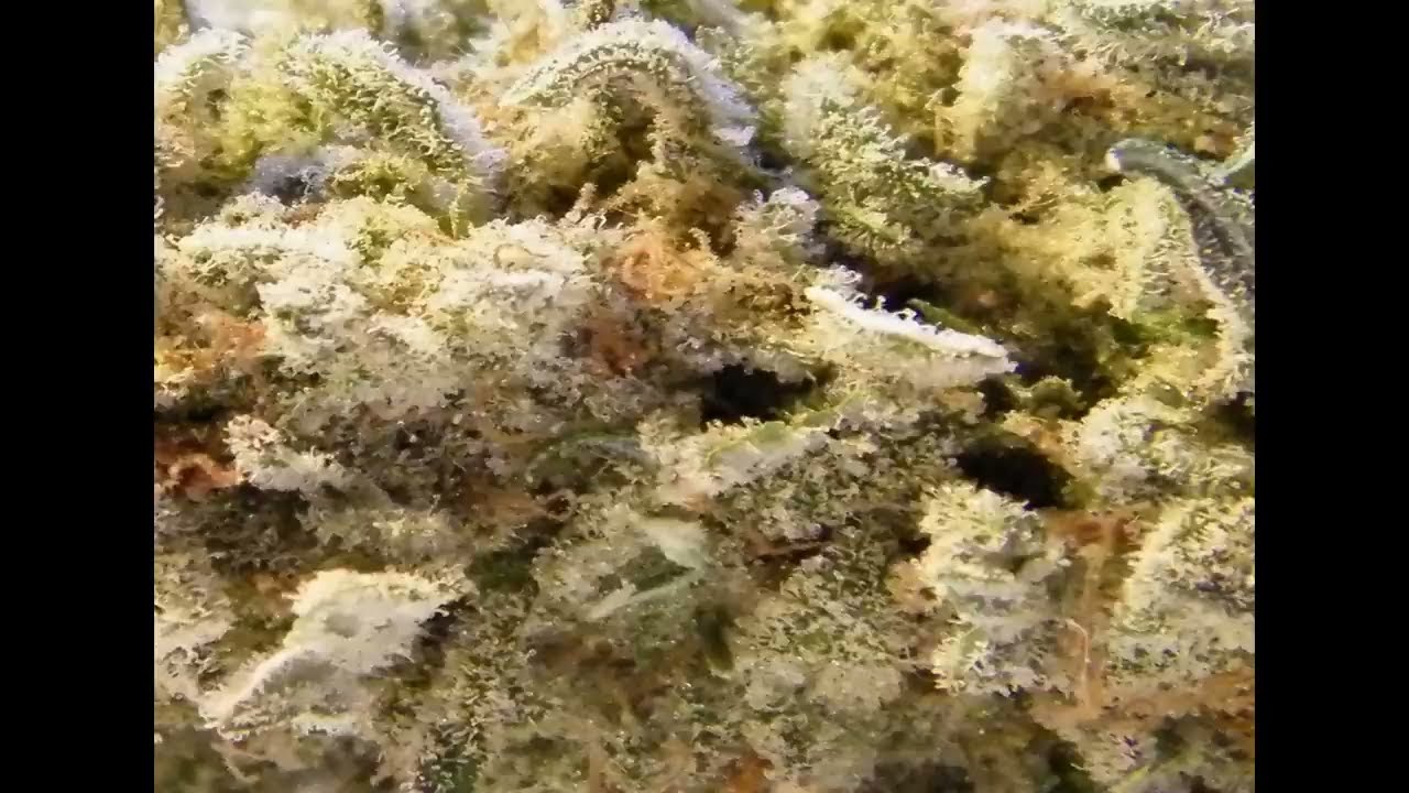Dope Smoker - Marijuana - 2016