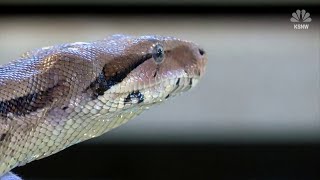 Kansas man fines huge snake under couch cushions