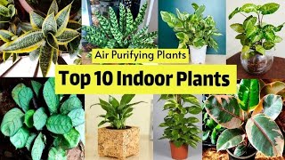 Top 10 Indoor plants in India | Best Indoor plants India | Best Indoor plants for clean air