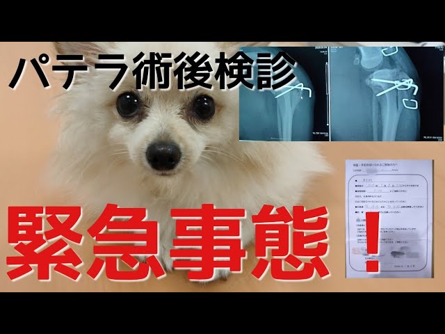 パテラ 緊急事態 パテラ手術の術後検診でまさかの急展開 ポメラニアン Emergency Deployment After Patella Operation Pomeranian Youtube パテラ 緊急事態 パテラ手術の術後検診でまさかの急展開 ポメラニアン Emergency Deployment After Patella Operation Pomeranian Youtube