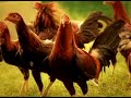 Thunderbird Stag Developer Ranging Bioplex Zinc TVC