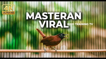 VIRAL Masteran Tepus Kepala Abu Gacor Tembakan Tembus