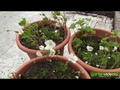Video: Moltebeere (Pflanze) - Nützliche Eigenschaften Und Verwendung Von Moltebeere, Tinktur, Blättern, Moltebeere