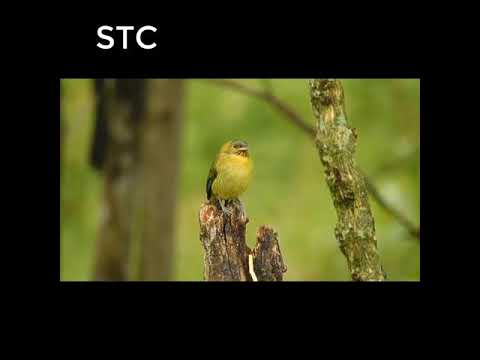 فيديو ترحيبى دعوة للإشتراك فى القناة دوس على صورتى 