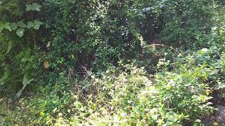 2025.12.06 - 2025.12.08 家庭小旅 美濃、茂林兩日遊 茂林賞蝶步道 慢動作攝影模式下，紫斑蝶在陽光下振翅飛行的優雅姿態