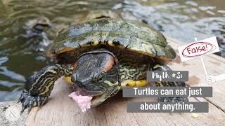 Common Turtle Myths | Mittens and Max